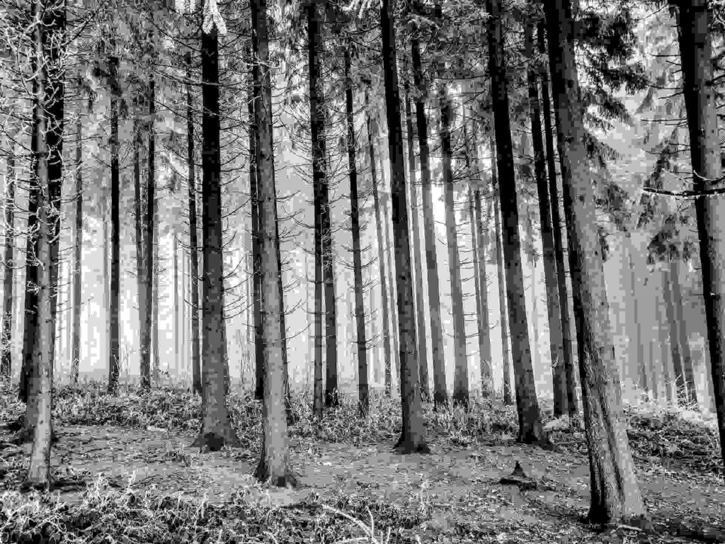 Trees in woods